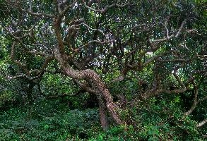 Old Wood 2.jpg